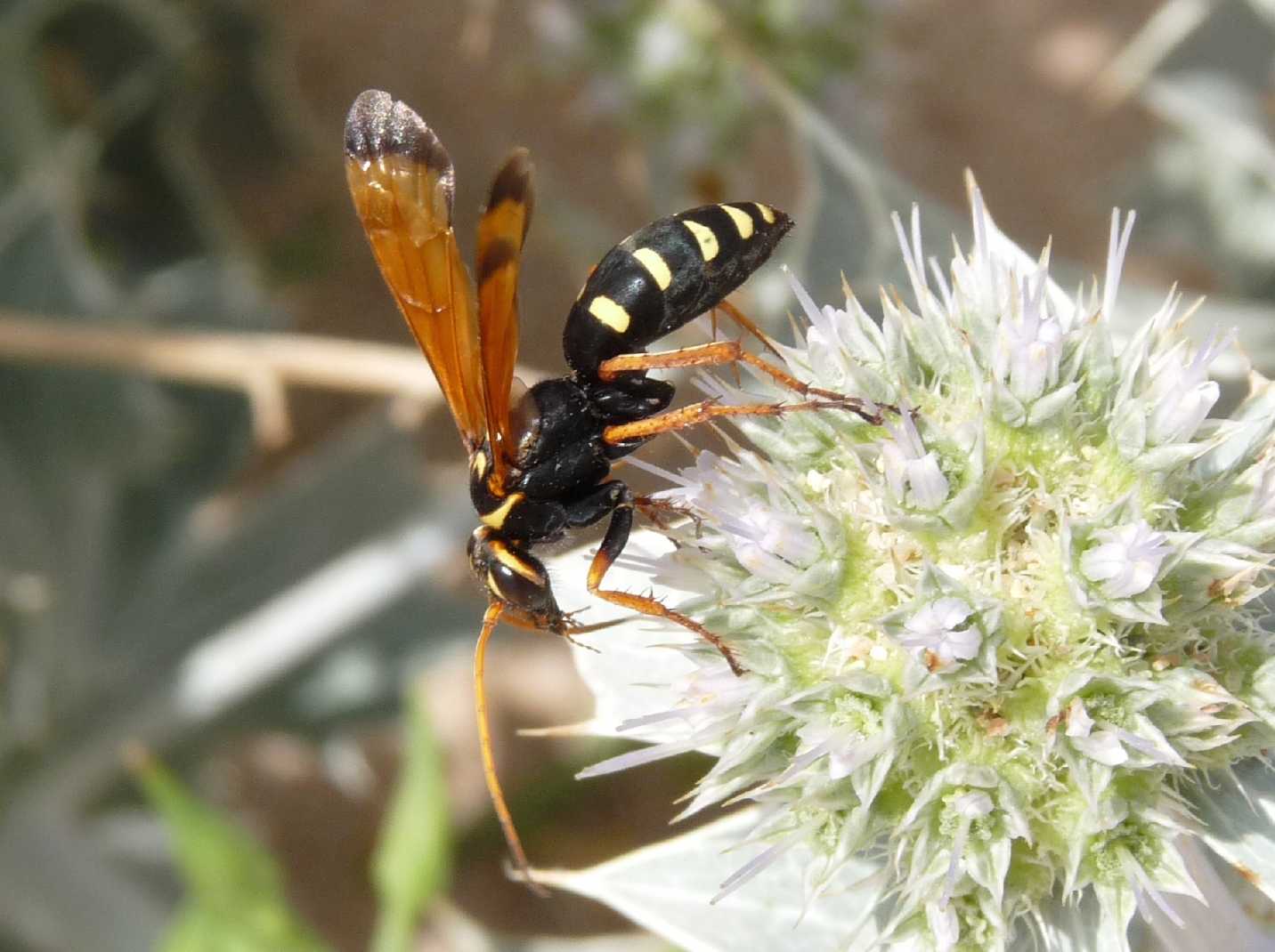 Batozonellus lacerticida